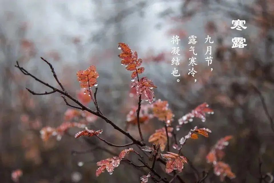 寒露.jpeg 图片